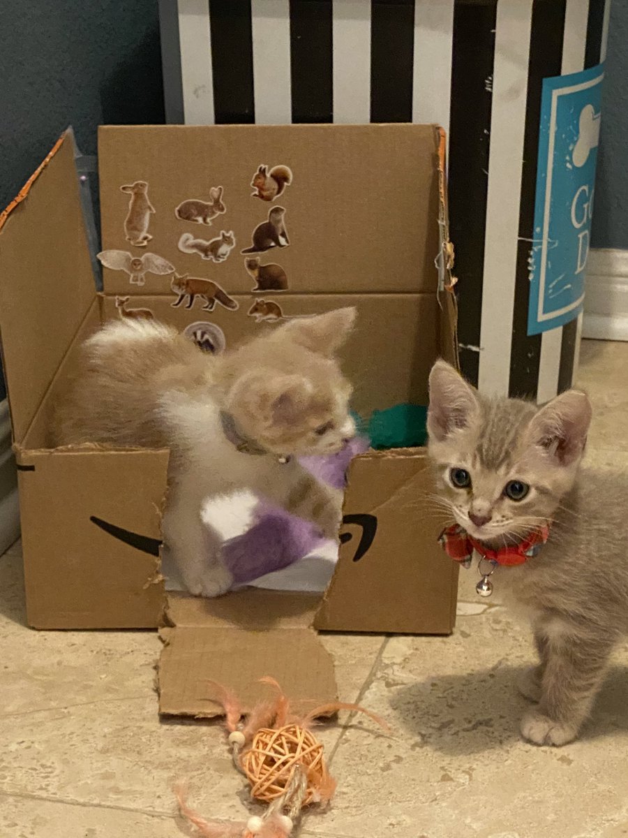 DadsCanBeNinjas's tweet photo. Being a dad and buying a home for your family is a great feeling. It adjusts quickly as your “roommates” take over, and you’re being banished to a small corner in the garage. We added two new roommates who took away more space, but I’ll allow it! https://t.co/pFPzHjku2c