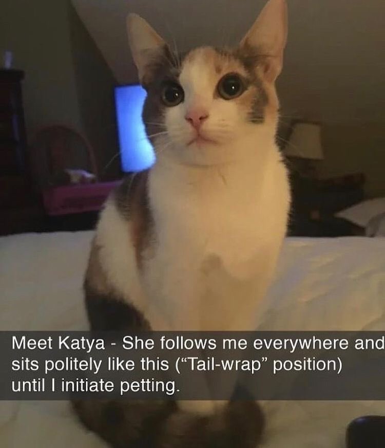 #cats #catsofinstagram #catstagram #catsofınstagram #kittens #cute #cutekitten #funnymemes #funny