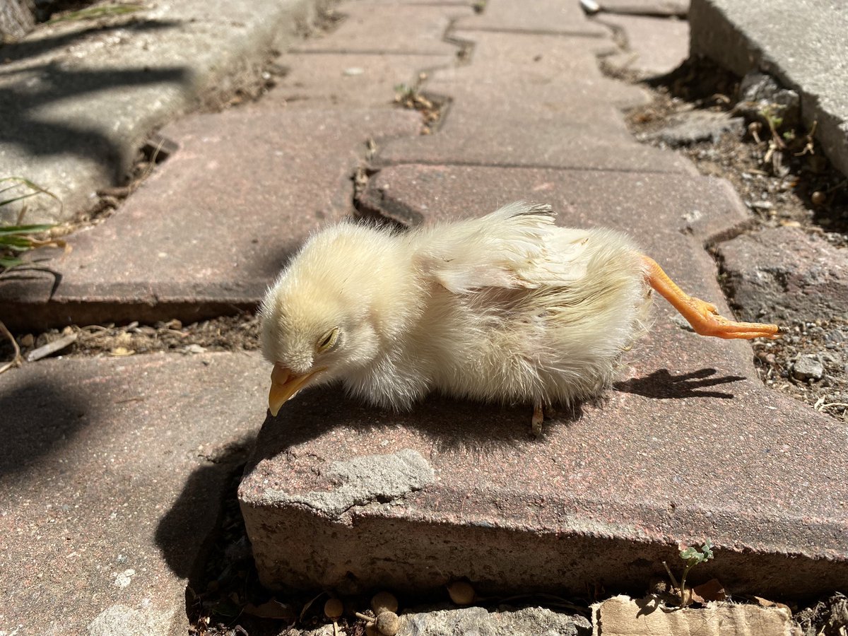 Vucudumuzun her yeri ile D vitaminini alıyoruz dimi civi’cim. Ufak bir şekerleme de dahil 😂🐥