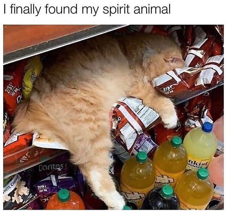 #cats #catsofinstagram #catstagram #catsofınstagram #kittens #cute #cutekitten #funnymemes #funny