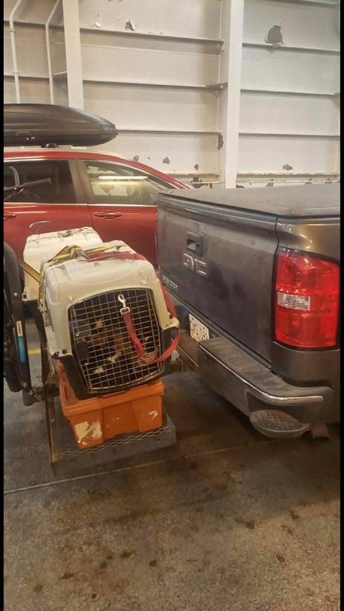 Beagle Paws Rescue tweet media