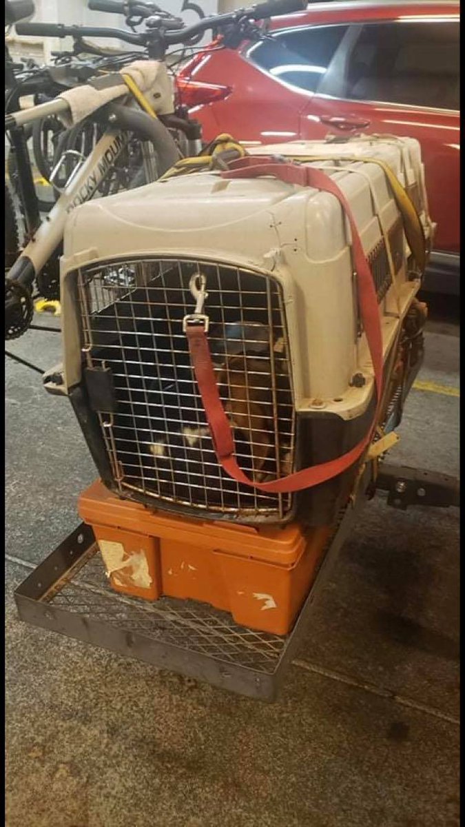 Beagle Paws Rescue tweet media