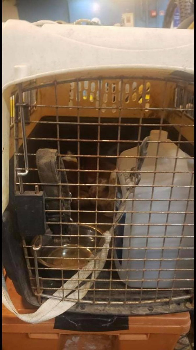 Beagle Paws Rescue tweet media