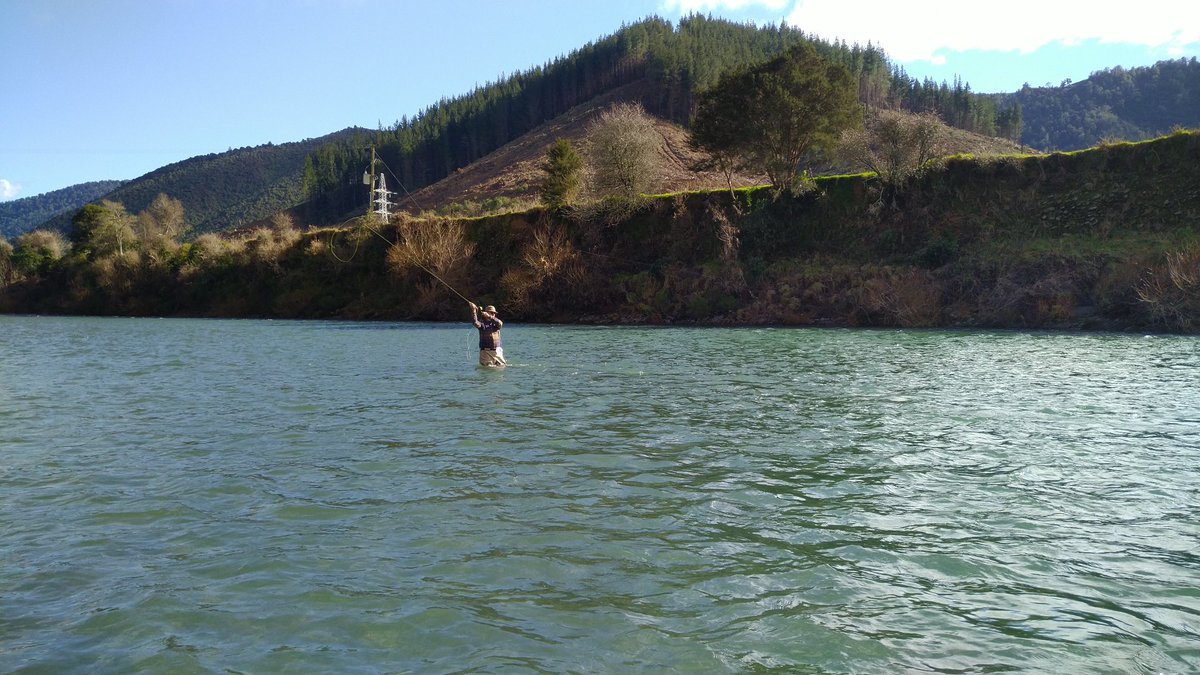 RifflePool's tweet image. Fishing the lower Pelorus River NZ just before current lockdown and four weeks after recent NZ floods had raised this river several feet above the bank shown in pic