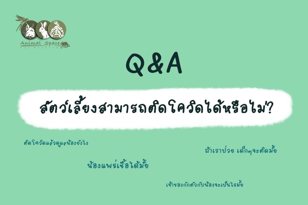 pet_space's tweet photo. เหล่าคำถามที่มักจะเจอในช่วงนี้ วันนี้เรามาคลายข้อสงสัยกันค่า 🥰
https://t.co/XfOBMFagUK

#COVID19 #โควิดวันนี้ #กระต่าย #สัตวโลกน่ารัก #รักษาสัตว์ #สัตวแพทย์ #animalspace https://t.co/nuy5olgJwJ