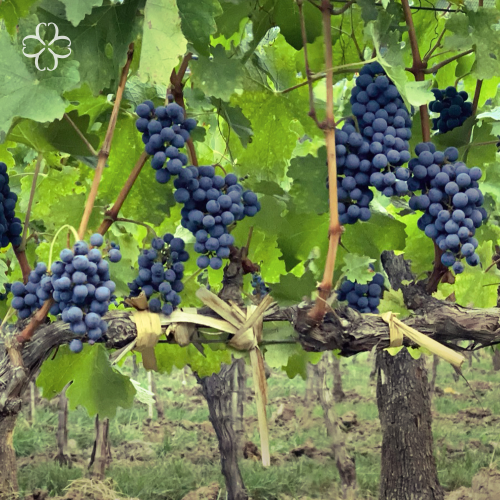 ¡Celebramos el Día del #CabernetDay Sauvignon!

Desde el comienzo, esta cepa es parte de Viña Cobos y apostamos a ella por su enorme potencial.
Hoy, brindamos por este varietal y nuestro compromiso de compartirlo en el mundo.

 #CabernetDay #vinacobos