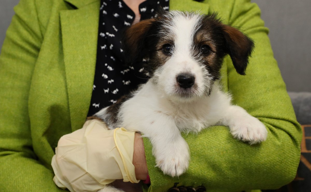 Tomorrow on #BBCBreakfast we’re looking at the growing issue of pet theft. 🐶🐱 Have you been affected by this? Get in touch below. ⬇️