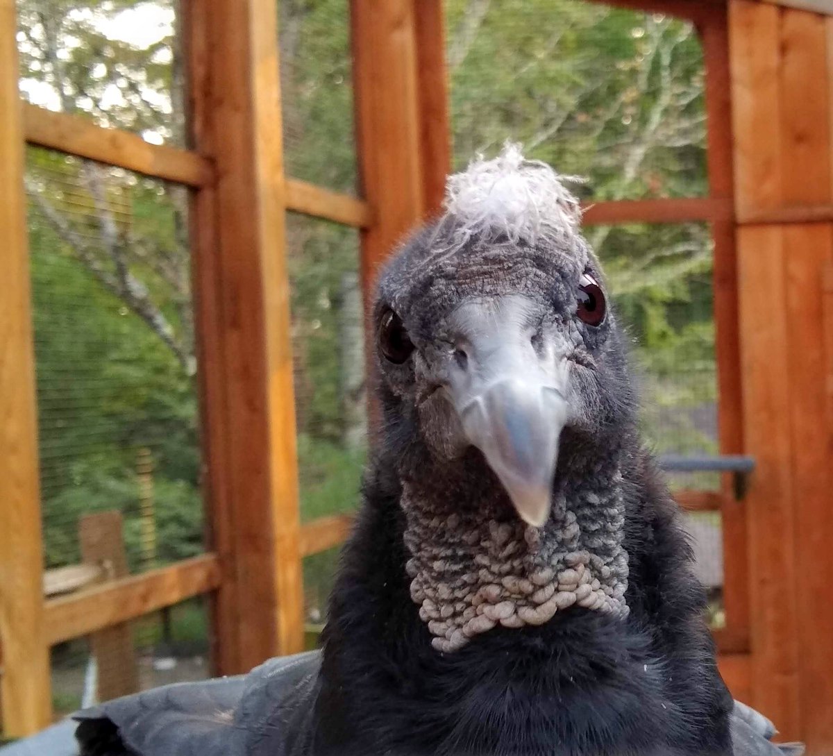 If you've met her, you'll know that Matilda has a lot of personality!

Learn about Matilda the Black Vulture and Neo the Turkey Vulture, in-person from 11:00 a.m. — 3:00 p.m. on Saturday, September 4th. To learn more, visit shaverscreek.org/public-program…