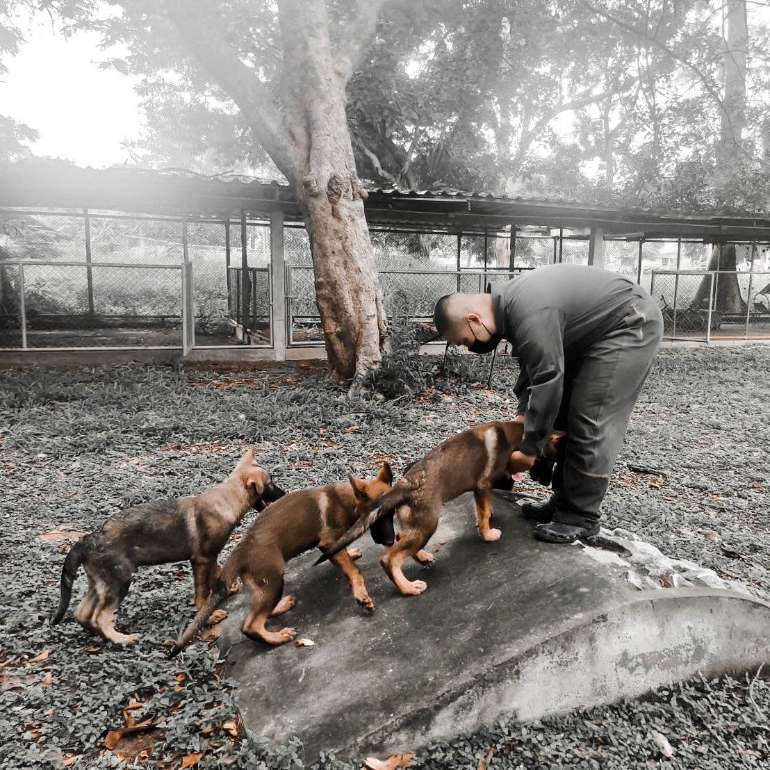 vrd_army's tweet photo. นี่ซินะจุดเริ่มต้น The Change Is Coming
🦮
การฝึกลูกสุนัข โปรแกรม puppy training เป็นการเสริมสร้างพัฒนาการและเตรียมความพร้อมให้กับลูกสุนัข ในการเรียนรู้สภาพแวดล้อม ทักษะชีวิต เพื่อเป็นสุนัขทหารที่มีคุณภาพ
#กรมการสัตว์ทหารบก #vrdarmy #K9
#สุนัขทหาร #ศูนย์การสุนัขทหาร #mwdc #RTA https://t.co/ZtbhO6hndl
