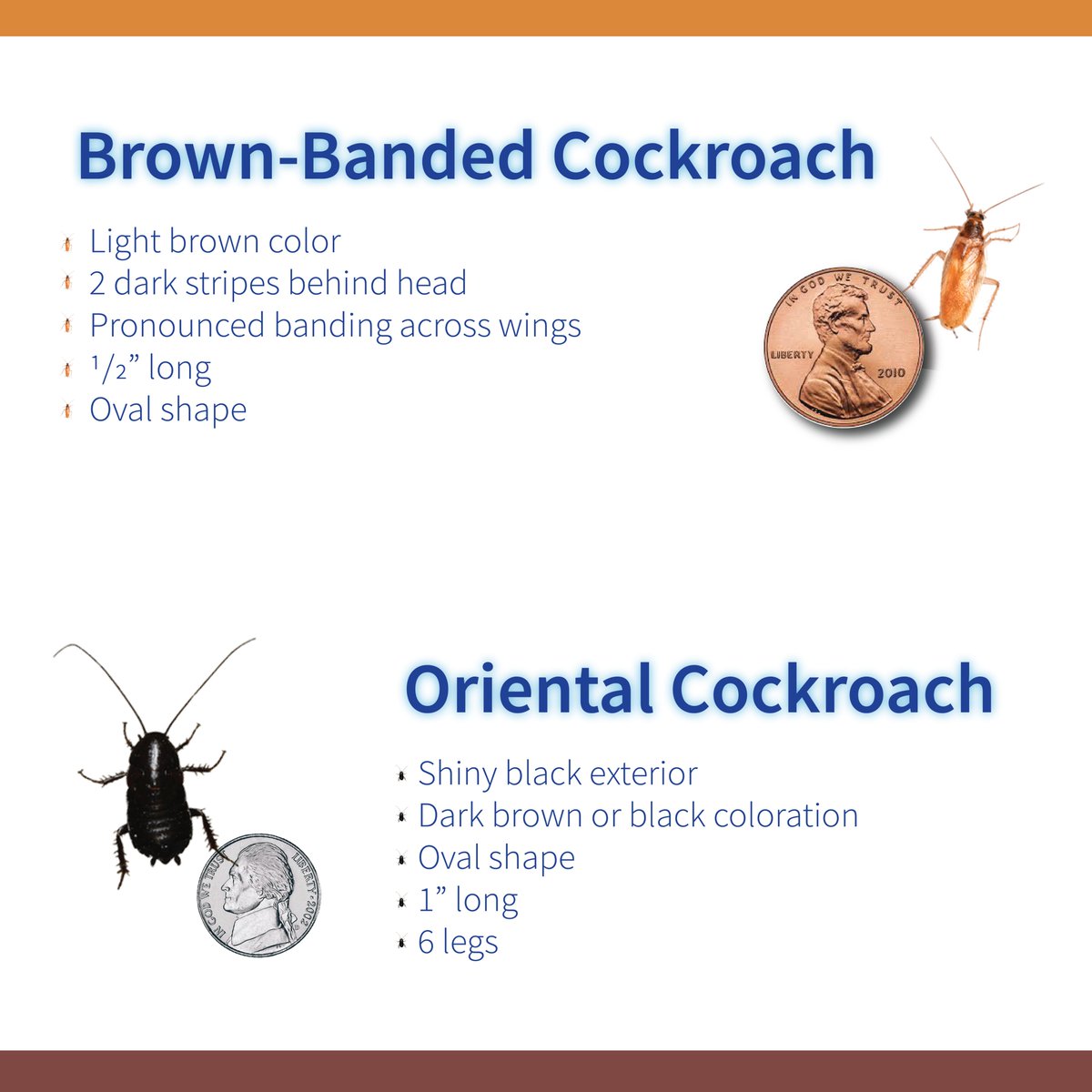 PestFreeLiving's tweet photo. Can you identify which cockroach is
crawling around? Use your extra change as a size
comparison. https://t.co/bLdgiR0dwJ
