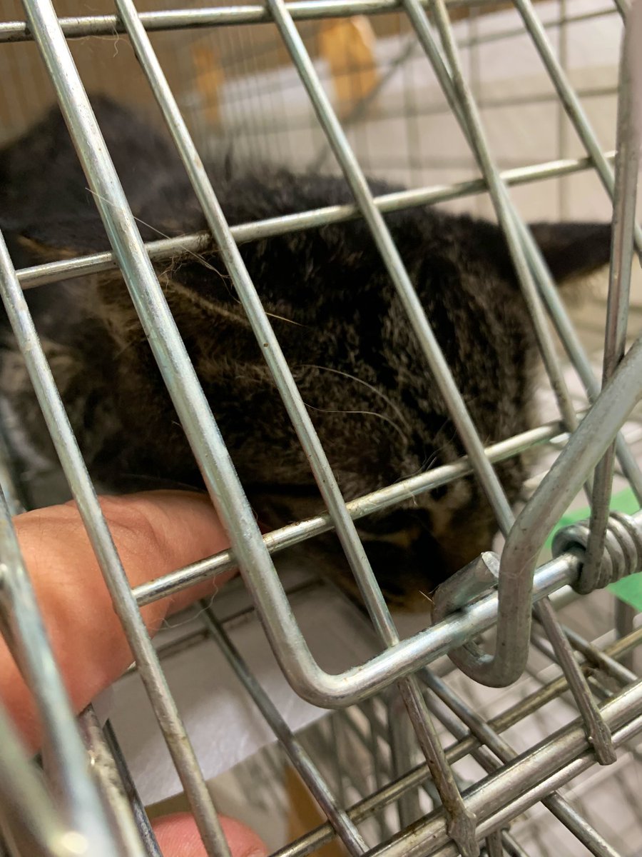 いながき動物病院