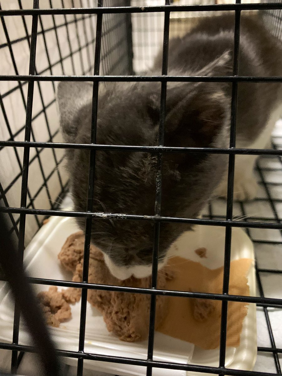 いながき動物病院