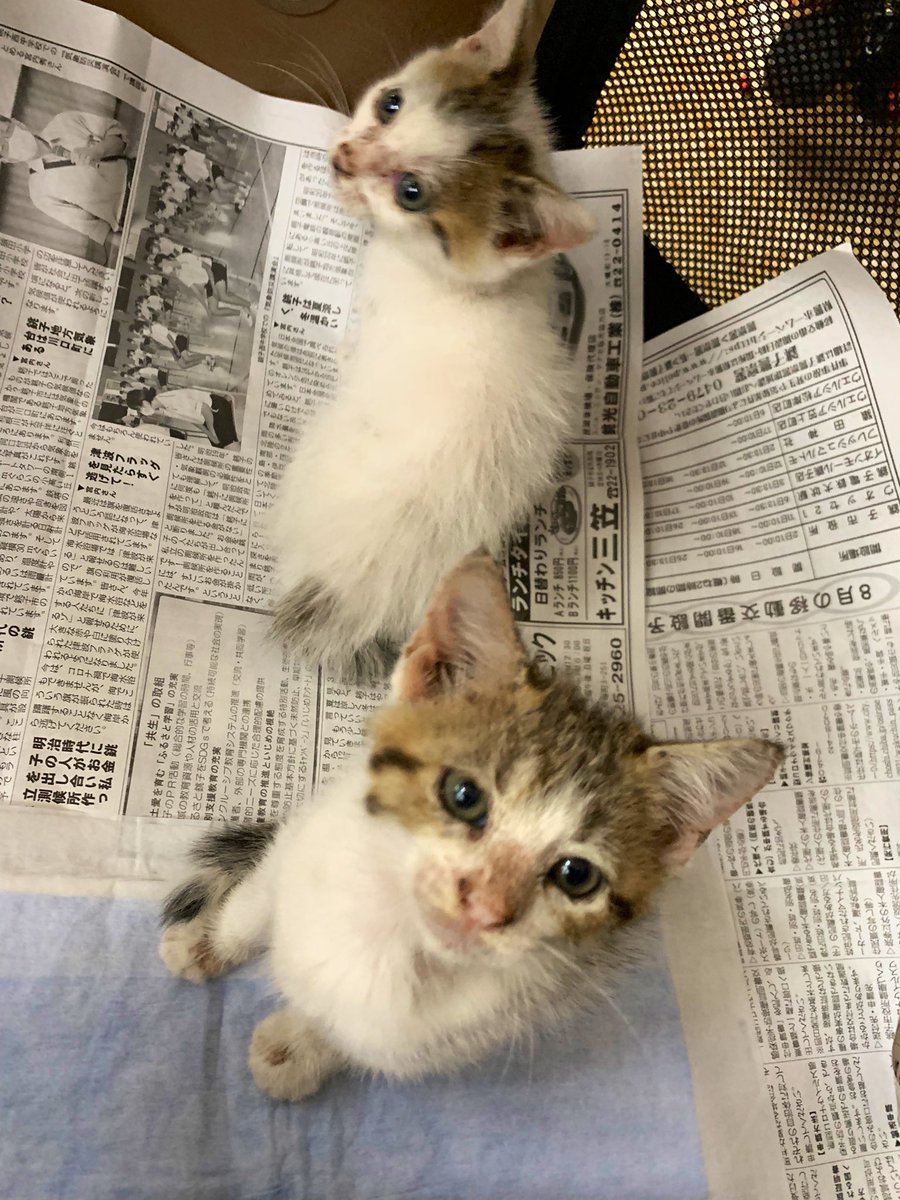 いながき動物病院