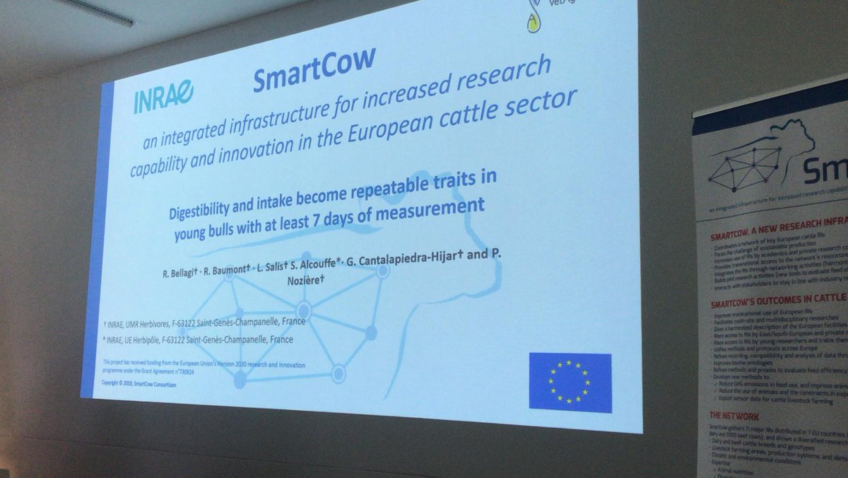 cow_smart's tweet image. SmartCow Session: 
&quot; #Digestibility and intake become repeatable traits in young #bulls with at least 7 days of measurement&quot; presented by R. Bellagi
&quot; #Milk mid-infrared spectra to estimate #rumen fermentation parameters&quot; presented by A. Vanlierde
