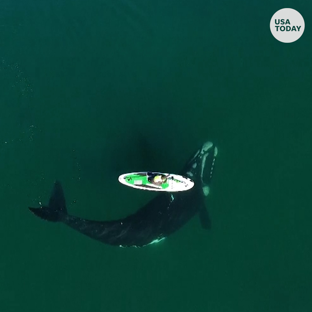 USA TODAY on Twitter "This giant whale gave a playful nudge to one