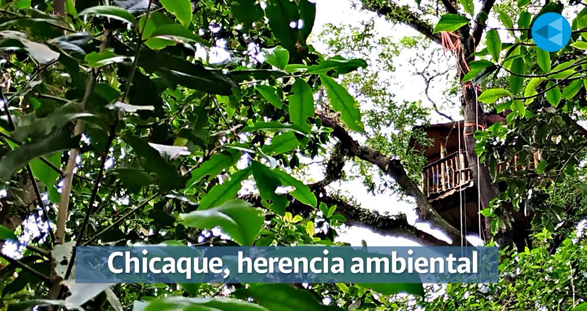 #Reportaje 🌳 | Incrustado en los bosques andinos de San Antonio del Tequendama está el Parque Natural Chicaque, una mancha verde de 312 hectáreas con 18 kilómetros de senderos empedrados que ha pasado de generación en generación.
➡️bit.ly/3iFX0ao