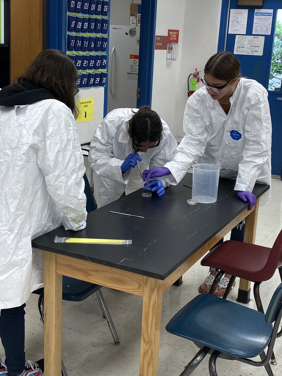 coachsecoy's tweet photo. Collaboration and practicing a brand new skill in Biotech 2 @SRHS_SHARKS  #srhstogether #welovemicrobioligy #biotech2sharks https://t.co/76BnsTm9iC