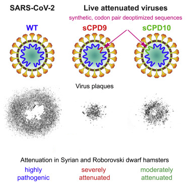 nrp78_covid19's tweet photo. Researchers from @FU_Berlin and @unibern @ProfVolkerThiel are developing a #Covid #vaccine that can be administered as a #nasalspray which promises a better #immuneresponse to #virusvariants: https://t.co/clqSi1tcSi https://t.co/DV4u1COWBH