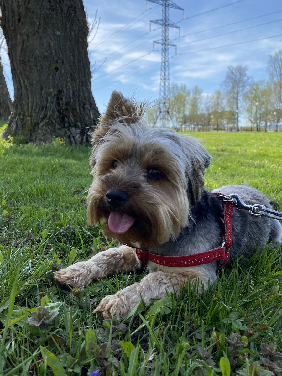 mentjohanna's tweet photo. Kälvinit teevad alati teiste paid väga rõõmsaks 🥰 https://t.co/klGY3Eadsp