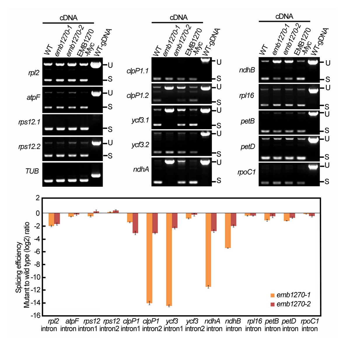 JIPBio's tweet image. EMB1270, a plastid-localized pentatricopeptide repeat (PPR) protein, is required for chloroplast #biogenesis in Arabidopsis, reacting with CFM2 to splice specific #chloroplast group II #introns. Read this new study by Zhang et al. in #JIPB. #PlantScience
onlinelibrary.wiley.com/doi/10.1111/ji…