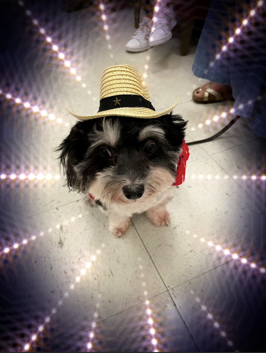CastroEDU13's tweet photo. Themed Thursday here at the Grish: Western wear. Mr. Pickles, our therapy dog, is ready for the day! #GMSilluminates @MLCounselsGMS https://t.co/6xzqaNbF7w