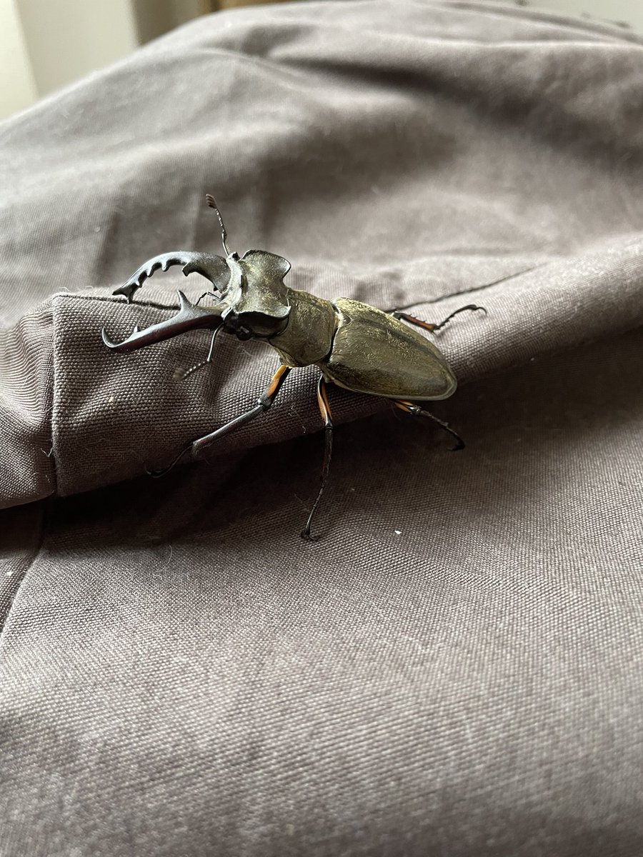 クワガタ採集 Cerca Su Twitter