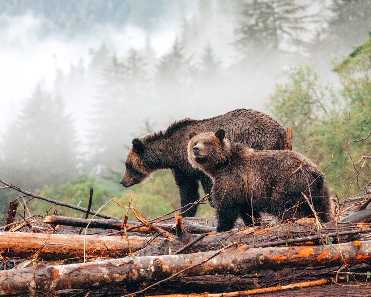CWF_FCF's tweet image. Capture wildlife in Canada, from the smallest of creatures to the largest of mammals. Enter the #ReflectionsOfNature photo contest today: ow.ly/QoeT50G2FcD

🐻🔥 #DoMoreForWildlife