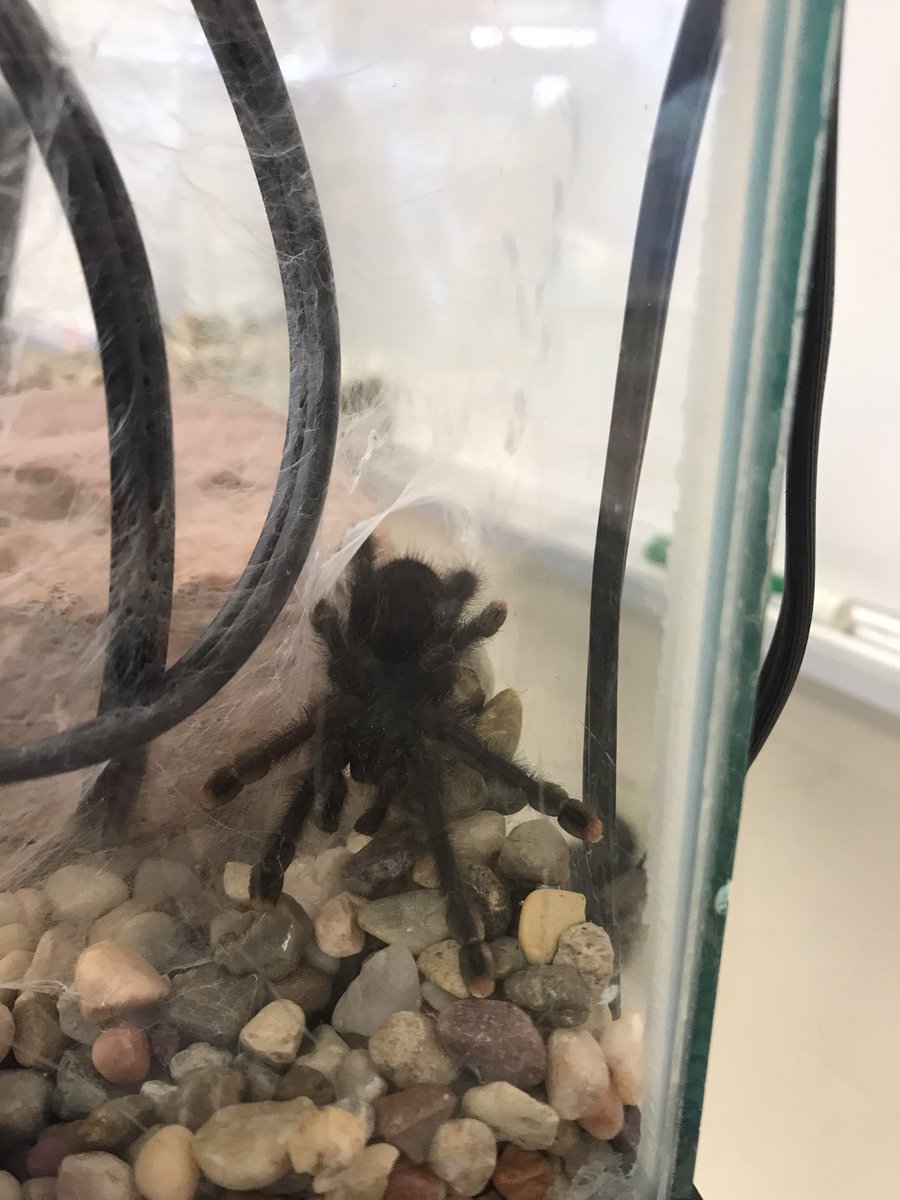 Our new school pet “Shadow”. Recently named by votes from our student body. Shadow is a 2 year old Pink Toe tarantula. The kids are loving her!
<a href="/mcleanwildcats/">McLean Wildcats</a> 
#wildforMcLean
#WPSProud #WPSIgnitelearning
#KSSci