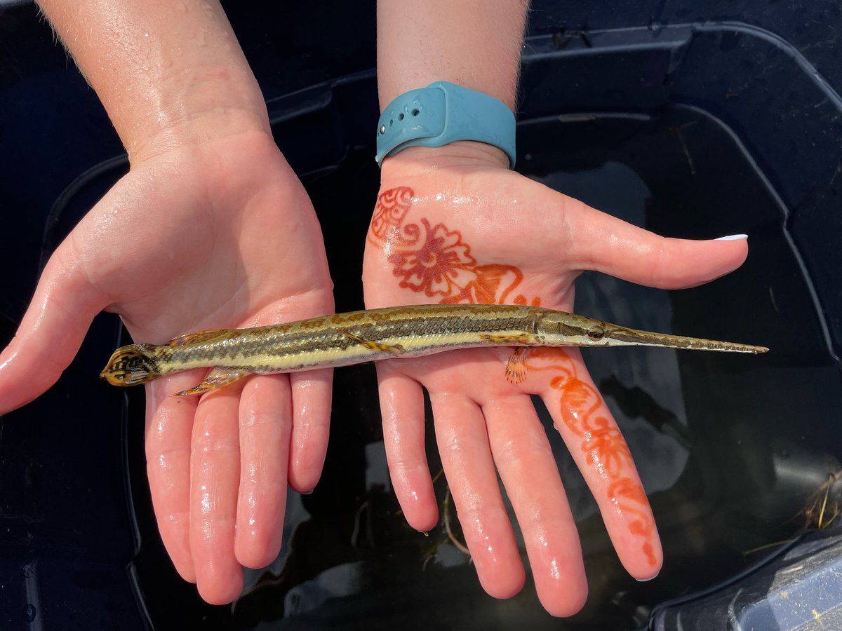 EmilyRLechner's tweet photo. Some #aquatic species found during bag #seining in Crown #Marsh. Pictured here is the Longnose #gar, a #crawfish species and two Northern #pike. https://t.co/CvzXyvKvrg