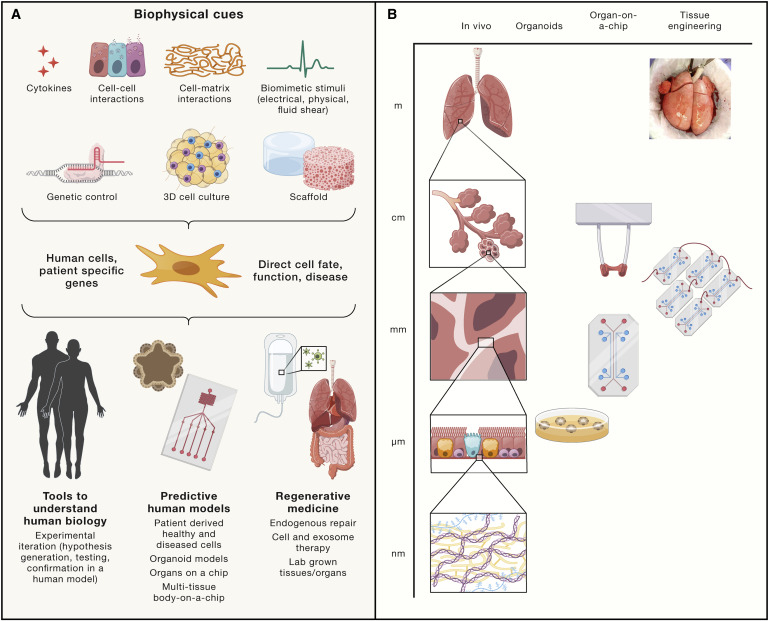 milicaruoft's tweet photo. Very excited to share our review paper with @GVNlab in @CellCellPress on Organs  -on-a-chip models for biological research. Hot off the press #OOAC is going mainstream:) @CRAFT_mfluidics 
https://t.co/o4vkRvPaBo https://t.co/6ji1m6THum