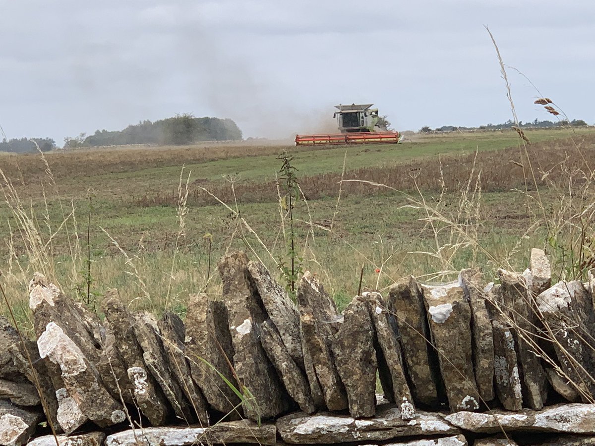 Combining vetches…keeping my distance from man at the helm  <a href="/PaulWoo30937561/">Paul Wood</a>. #flatasapancake