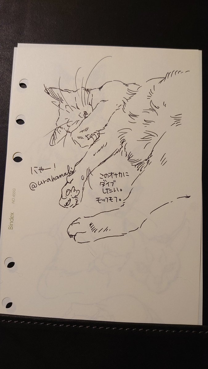 #裏花火落書 #うちの犬猫覚書 