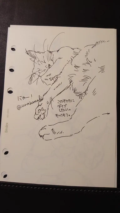 #裏花火落書 #うちの犬猫覚書 