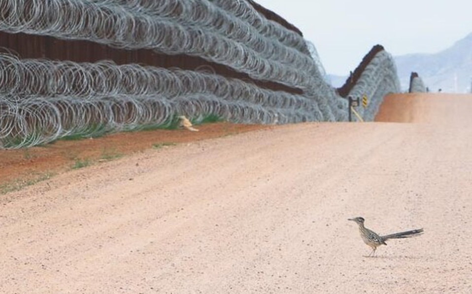 HANS_GOMEZCANO's tweet photo. El mexicano #AlejandroPrieto se alzó con el reconocimiento de Fotógrafo del Año en la edición 2021 del #BirdPhotographeroftheYear, el mayor concurso de fotografía de aves del mundo. Además, también logró el primer lugar de la categoría Aves en el medio ambiente. https://t.co/QhqH0Q09OK