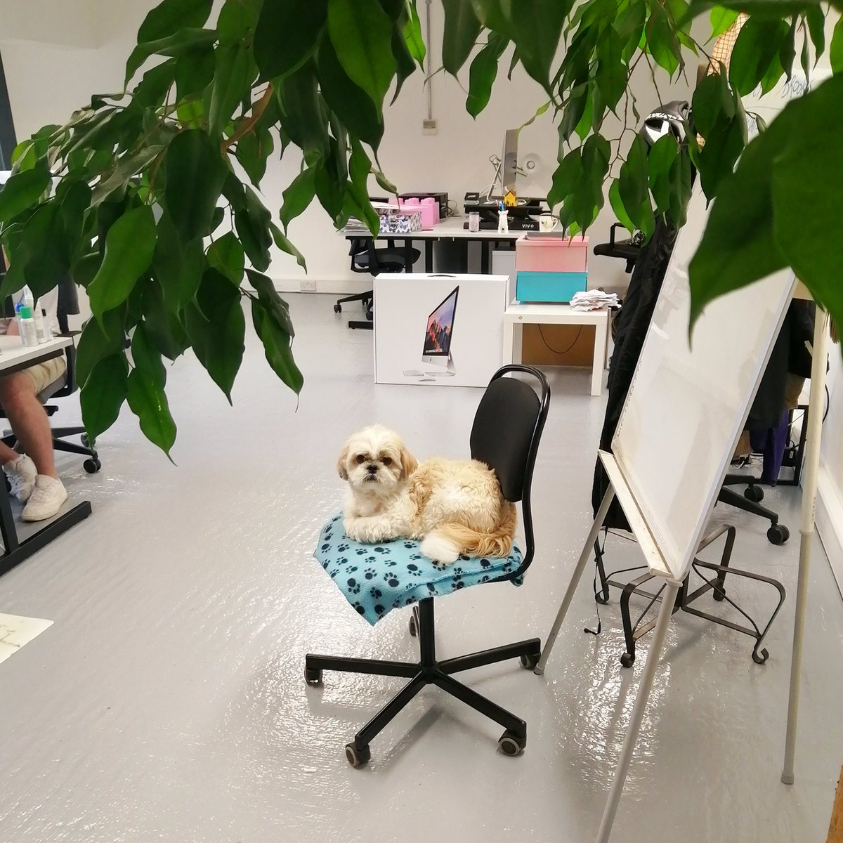 Move into a swanky new studio ✔️
Adorable office dog ✔️
Start an office jungle ✔️
Two new recruits ✔️

We are making some big changes over at #TGOS - we've moved a wheelbarrow distance away from our old spot and into our snazzy new studio! 

#newdigsnewdogwhodis