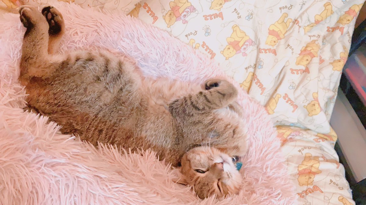 RUN9615's tweet photo. @Aby25Bbie 幸せそうでなによりです🥰
めっちゃ可愛いぃ!!🥺💖
仕草も声も似てます〜🤣🤣
おもたいのか動画が送れなくてつらいです😅 https://t.co/XF2DatIfLZ