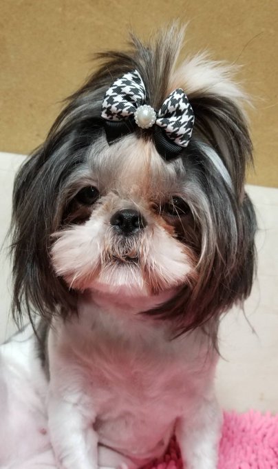 トップノットのtwitterイラスト検索結果