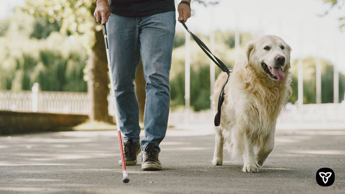 ONAccessibility's tweet photo. Guide dogs belong everywhere – it’s the law. This month learn more about the rights of guide dog owners & how to make Ontario’s spaces more accessible for all. https://t.co/WlJMsCdw6o
Follow @CNIB for helpful resources and videos.
#CNIBGuideDogs #GuideDogAccessAwarenessMonth https://t.co/aPu8tiHgCI