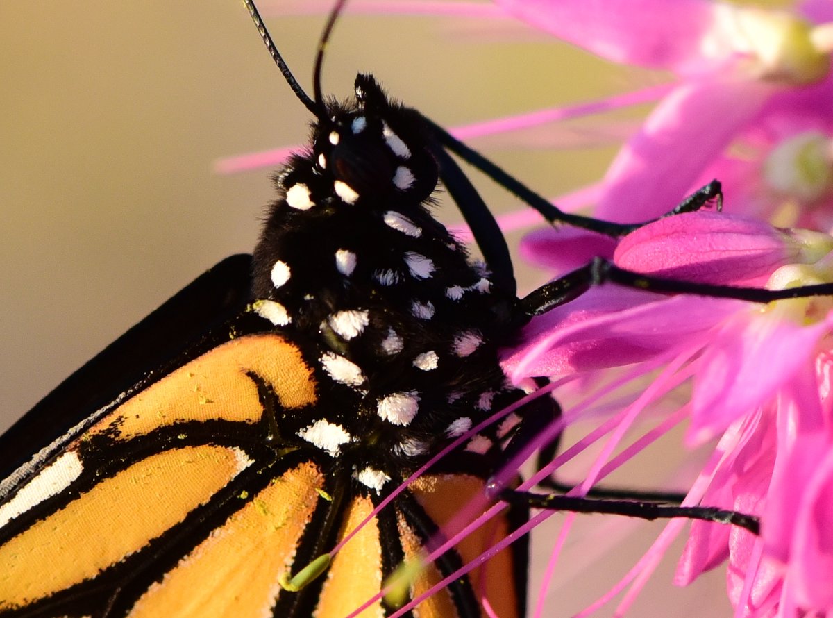 close up of a Monarch butterfly's body that is covered in white spots and pollen grains.