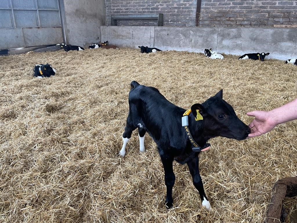 AltaGeneticsUK's tweet photo. Great to see another stylish Zazzle calf!🥰
When you use a CONCEPT PLUS sire you create more
pregnancies!
#altadairysires #conceptplus https://t.co/uaIz4pAyav