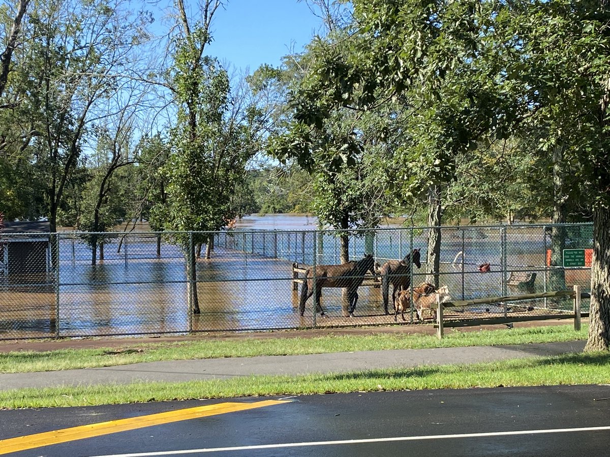 StaceyDaly74's tweet image. Animals at the Johnson’s Park Zoo in Piscataway, NJ have nowhere to seek refuge as the Raritan River overflows it’s banks in the wake of Ida. #digCommSU