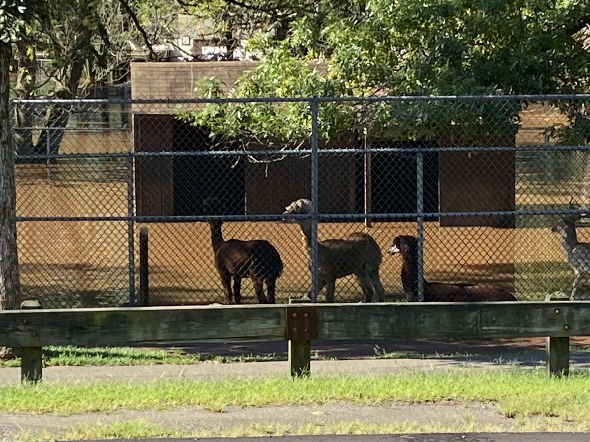 StaceyDaly74's tweet image. Animals at the Johnson’s Park Zoo in Piscataway, NJ have nowhere to seek refuge as the Raritan River overflows it’s banks in the wake of Ida. #digCommSU