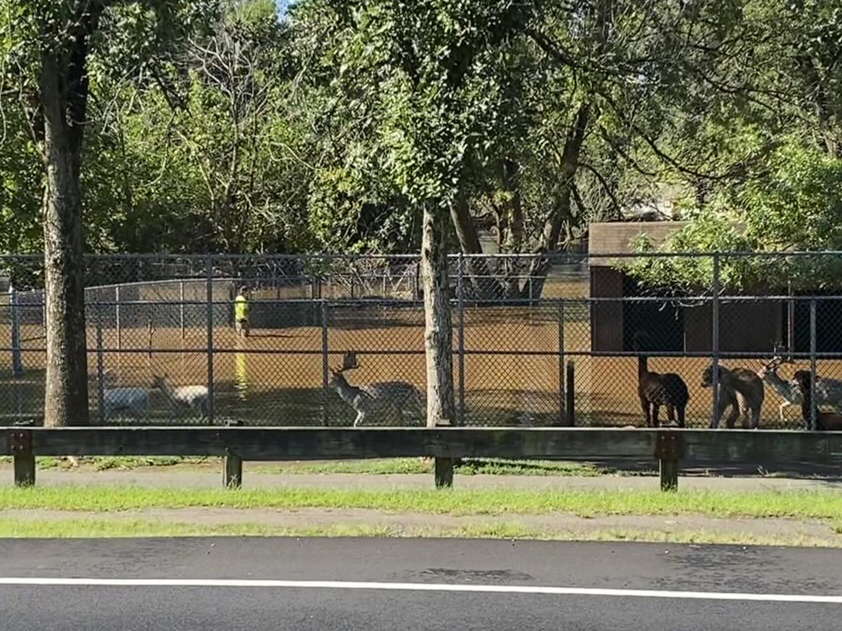 StaceyDaly74's tweet image. Animals at the Johnson’s Park Zoo in Piscataway, NJ have nowhere to seek refuge as the Raritan River overflows it’s banks in the wake of Ida. #digCommSU