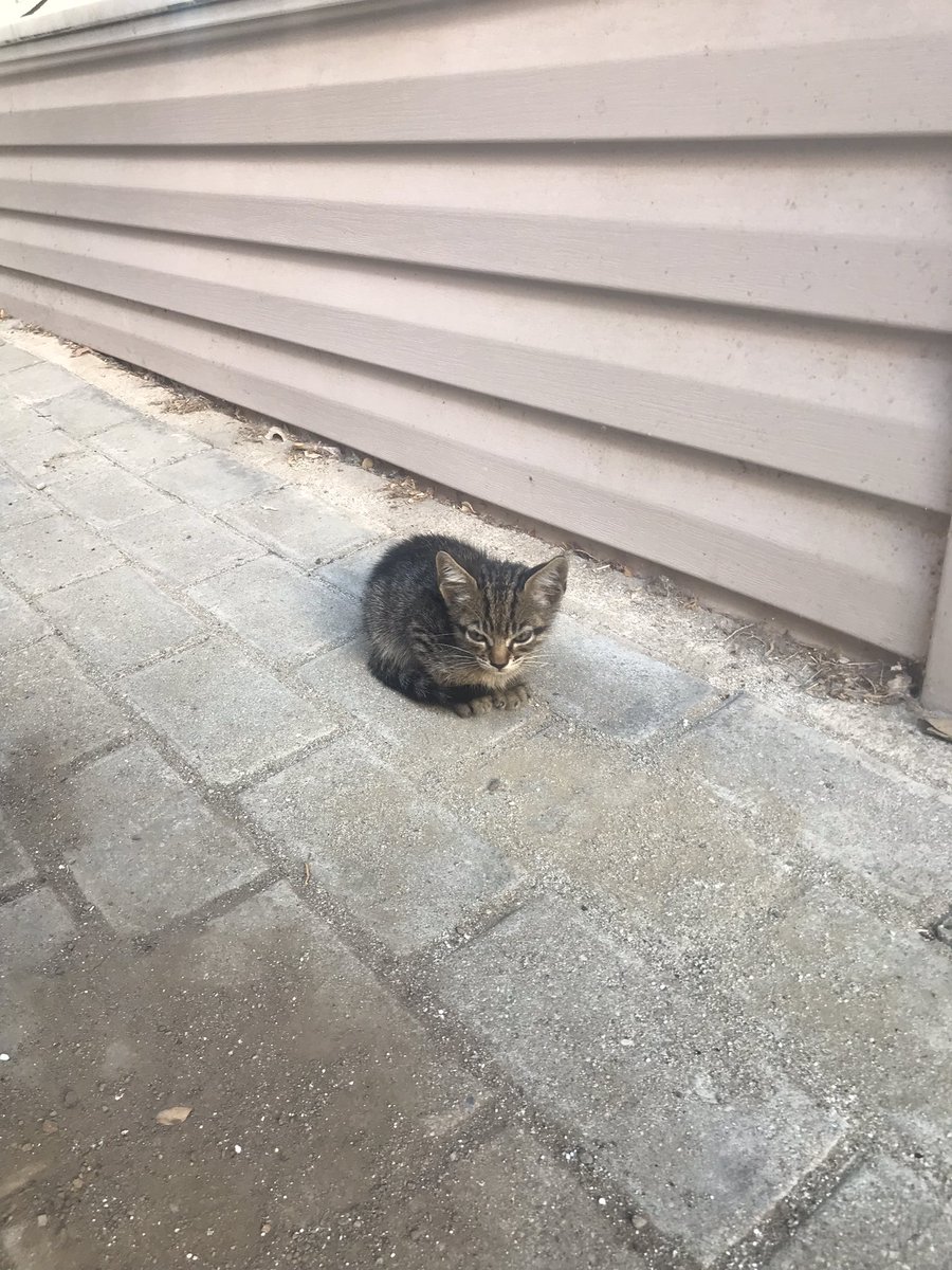 1,5 aylık tekir yavruyum. Annem beni neden kaybetti bilemiyorum. Beni sahiplenirsen minnettar kalırım.

Konum: Silivri/İstanbul