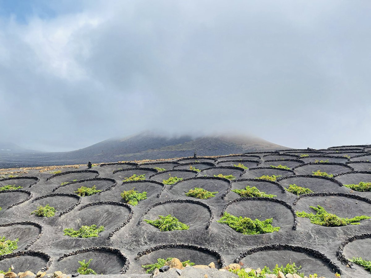 ⚡️La vendimia de <a href="/PuroRofe/">PURO ROFE</a> es PURO ROCK'N'ROLL en Lanzarote⚡️Comenzaron en julio y tras días de trabajo duro (y buen rollo) dan por finalizada la #vendimia2021 y nos mandan estas fotos para celebrarlo, muy contentos con el resultado... ¡esperamos con ansia esos vinos! 💥🥂🌋
