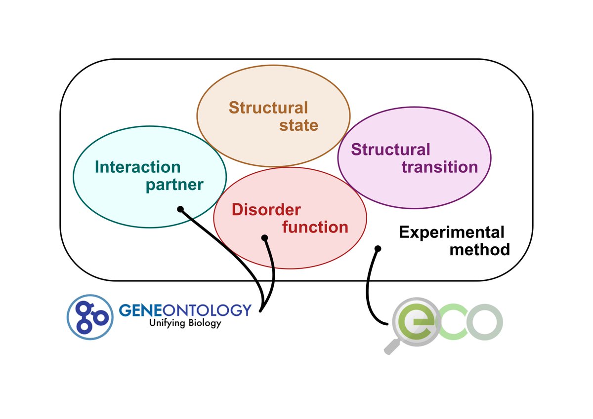 DisProt_db's tweet photo. (1/5) A major DisProt update to better characterize #IDPs 🎉
✅adoption of Gene Ontology (@news4go) to annotate interactions and functions
✅integration of Evidence and Conclusion Ontology (@ecoontology)
✅new, better defined IDPontology terms https://t.co/JQj7jGlg9Y