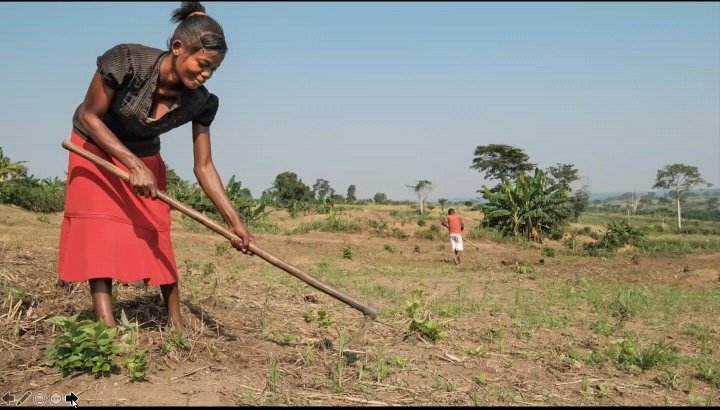 CIFOR_ICRAF's tweet image. ‼️Urgent‼️ 

We need to join forces in order to figure out how to implement sustainable agriculture at landscapes levels. Not in conference rooms but on the ground! 

♥️ Thank you for being part of #FoodNaturePeople

@TMG_think  @alexander_tmg @CIFOR @GlobalLF @Resilient_Lands