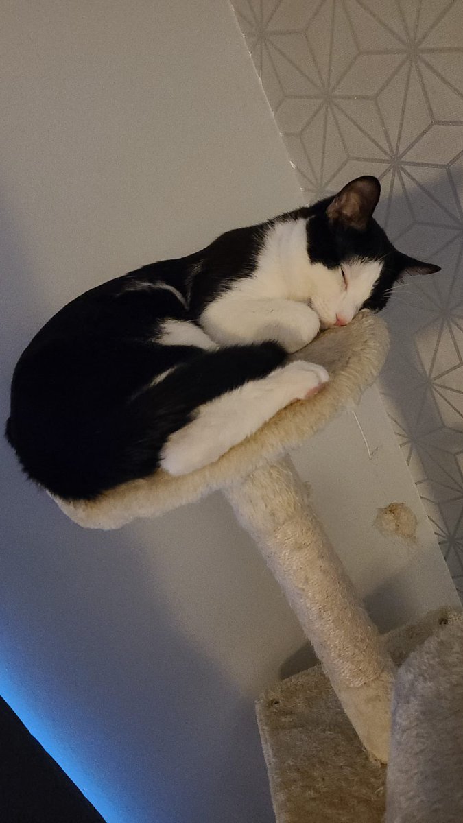 Can every1 keep an eye out 4 my sisters 1 year old male neutered cat? Sponge has been out since yesterday &amp; still not home which isn't like him. We have been out and about lookin 4 him and he knows how 2 get home. He isn't chipped or wearing a collar. #fergusliepark #missingcat