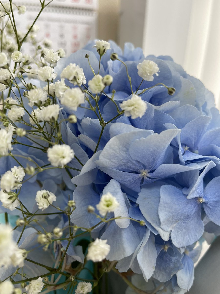 GalaFedoseeva's tweet image. #гортензииуральские #мойдом #мойсад #моимитомцы