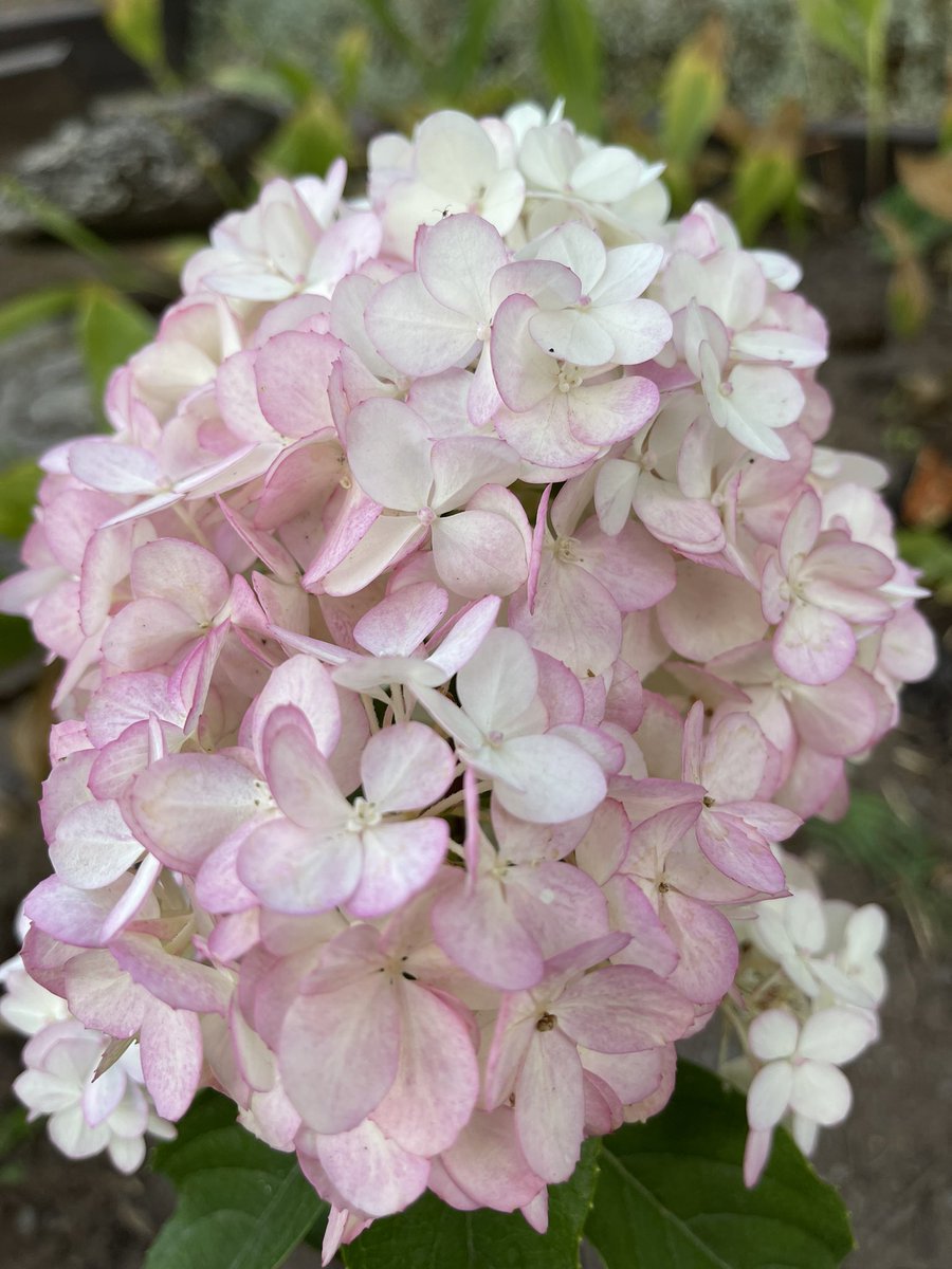 GalaFedoseeva's tweet image. #гортензииуральские #мойдом #мойсад #моимитомцы